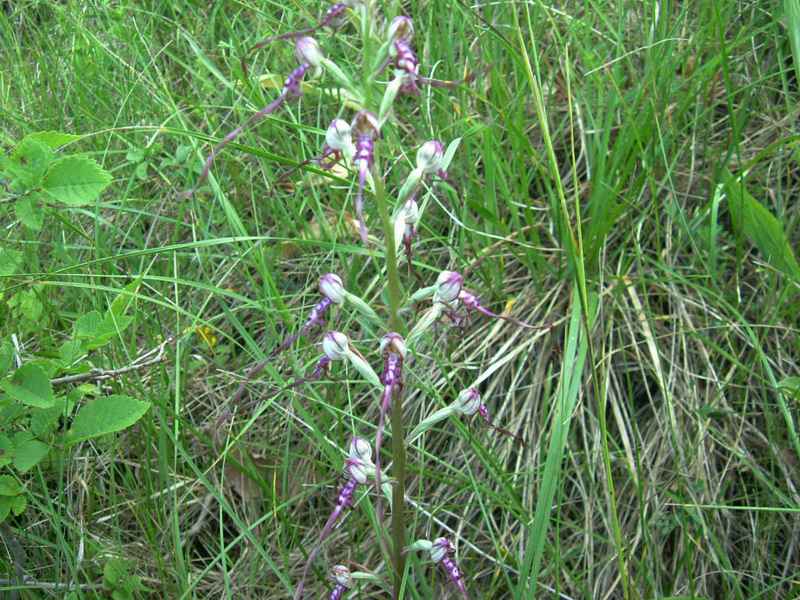 Himantoglossum adriaticum