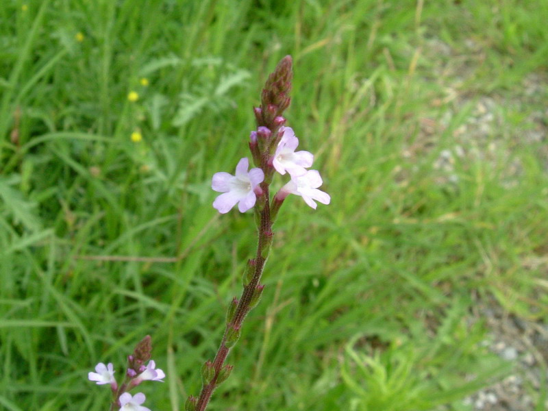 Verbena officinalis