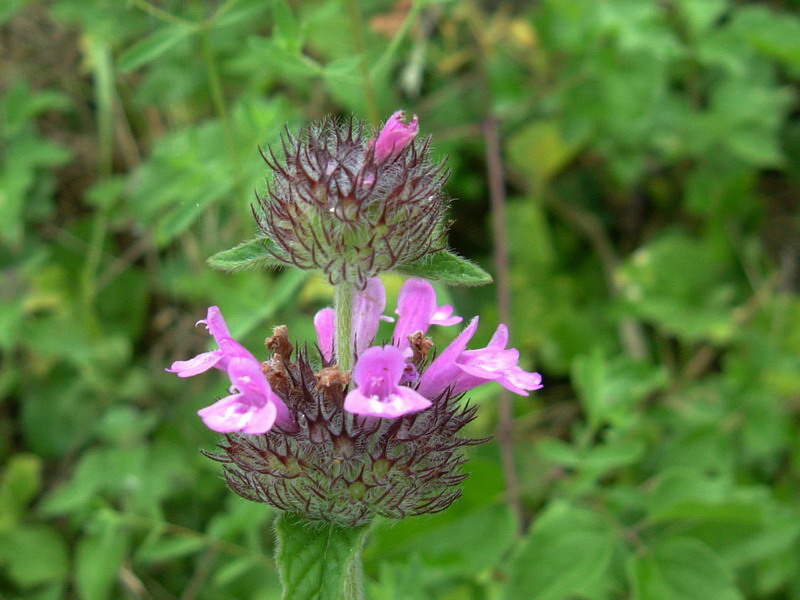 Clinopodium vulgare / Clinopodio dei boschi