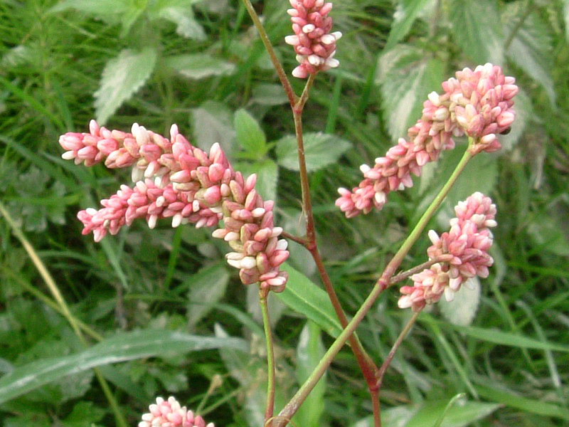 Nel canale - Polygonum sp.