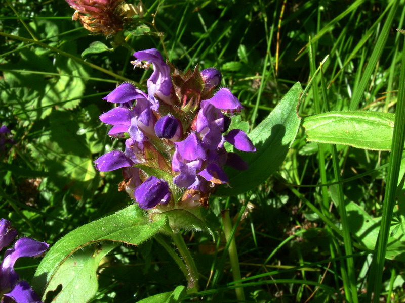 Dal passo Rolle 2 - Prunella vulgaris