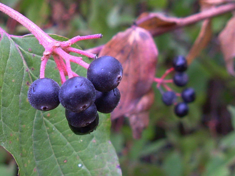 Cornus sanguinea / Corniolo sanguinello