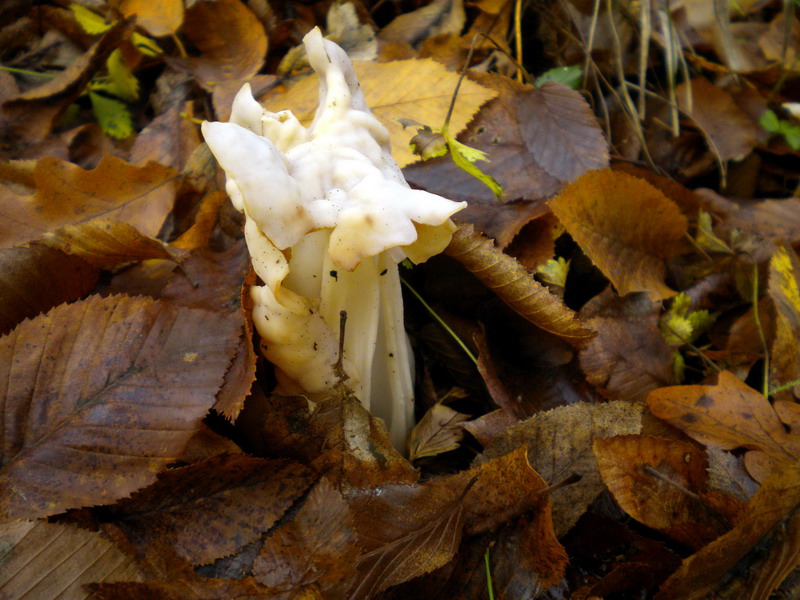 Helvella