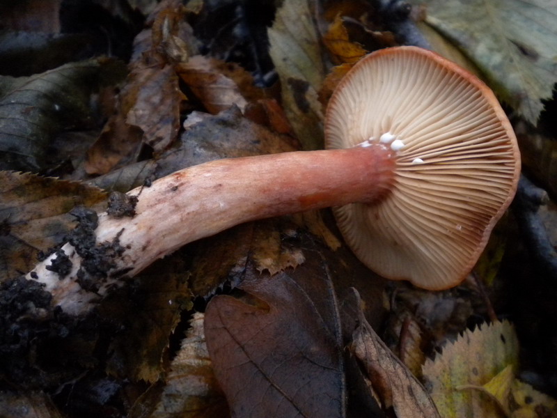 Lactarius