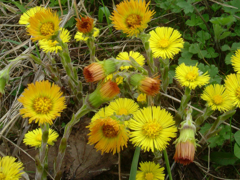 Tussilago farfara / Tossilaggine comune