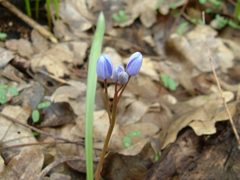 Scilla bifolia / Scilla silvestre