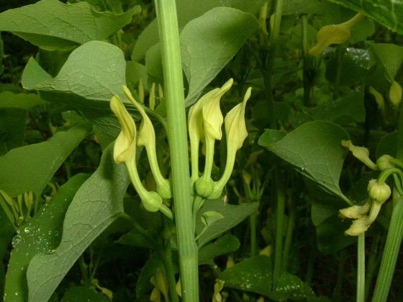 Aristolochia clematitis