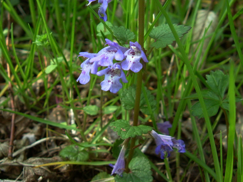 Glechoma hederacea