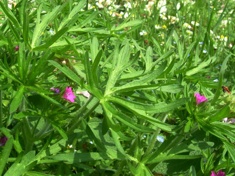 Geranium dissectum