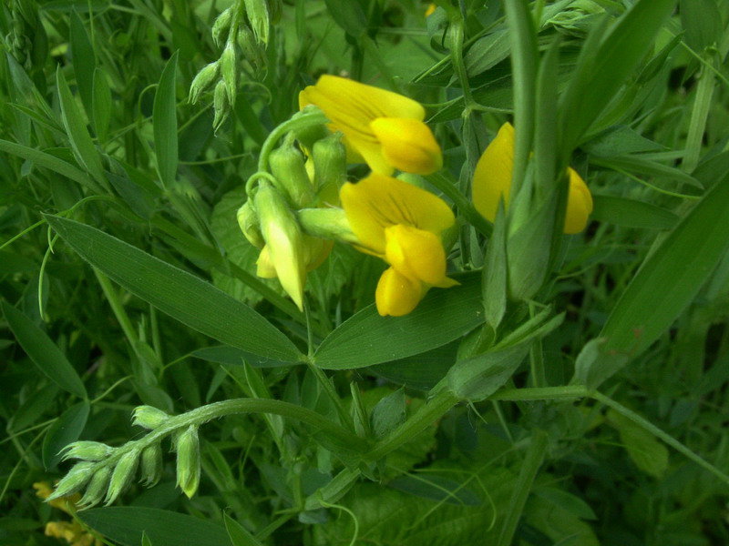 Lathyrus pratensis / Cicerchia dei prati