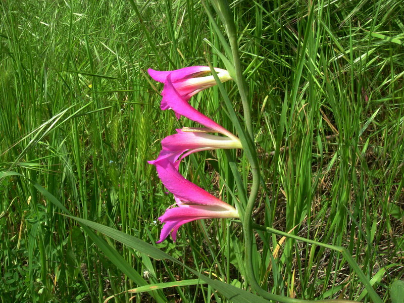 Iridacea - Gladiolus cfr. communis