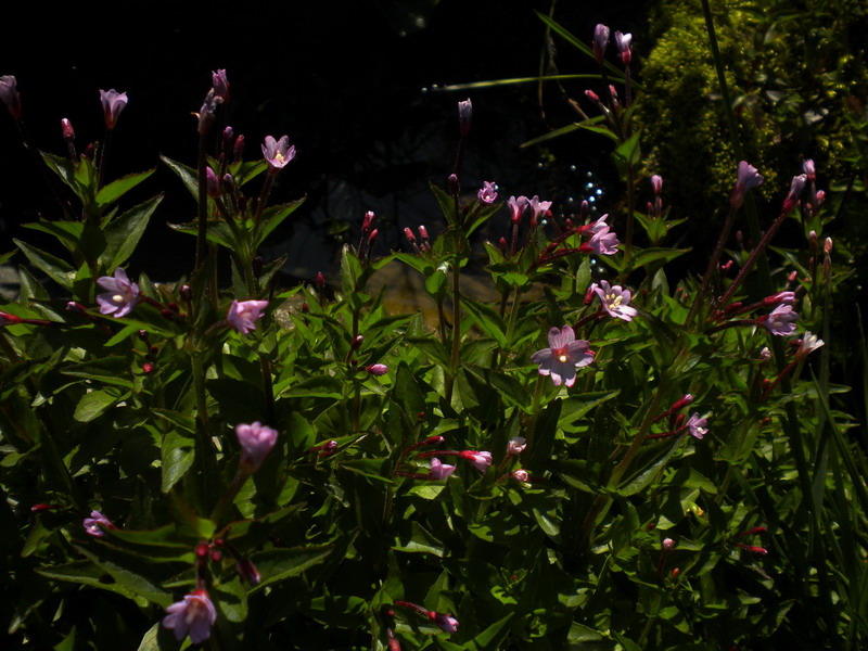 Epilobium alsinifolium (Myrtales - Onagraceae)