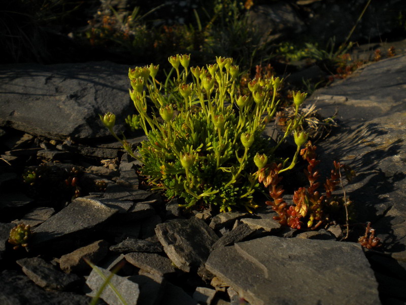 Saxifraga exarata. subsp. moschata