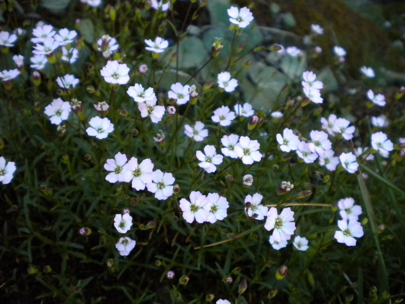 Silene pusilla  subsp. pusilla