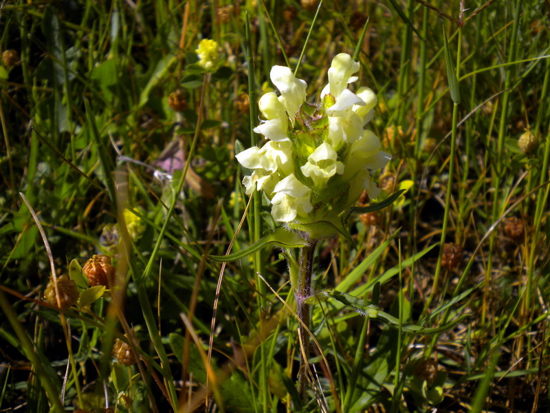 Prunella laciniata / Prunella gialla