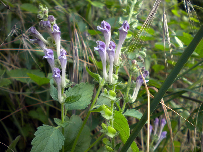 Scutellaria columnae / Scutellaria di Colonna