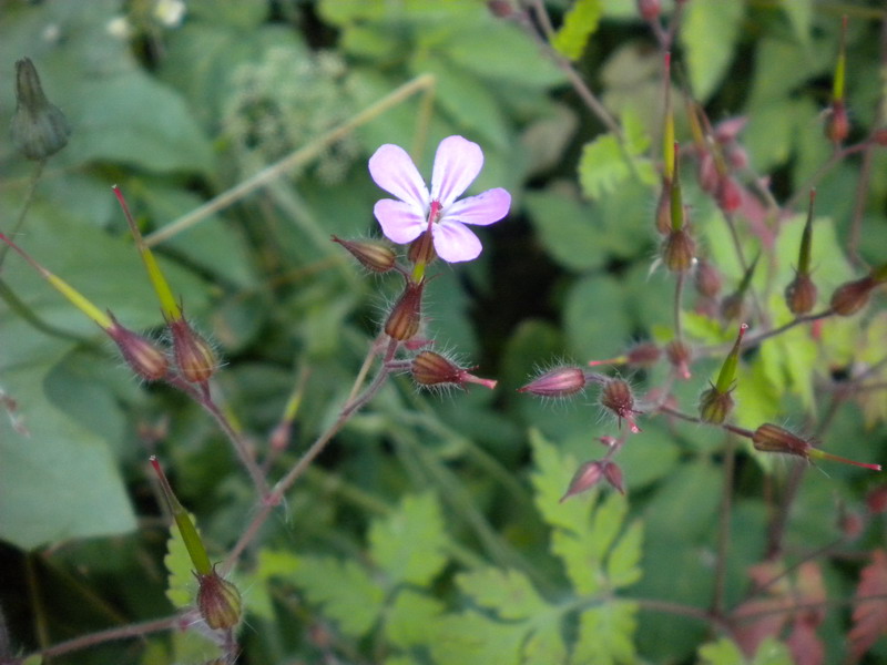 Geranium robertianum