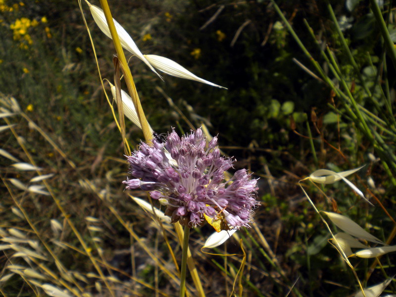 Allium vineale / Aglio delle vigne