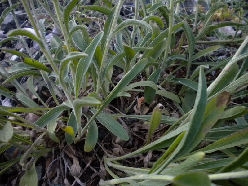 Pentanema montanum (=Inula montana) / Enula montana