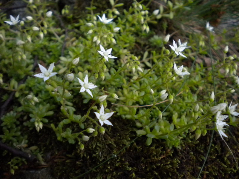 Sedum monregalense, Sedum album e Sedum sp.