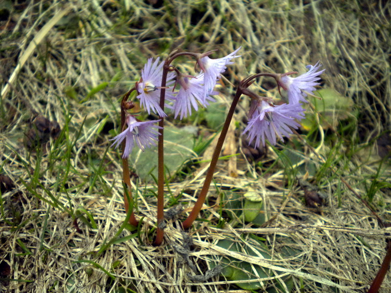 Soldanella alpina