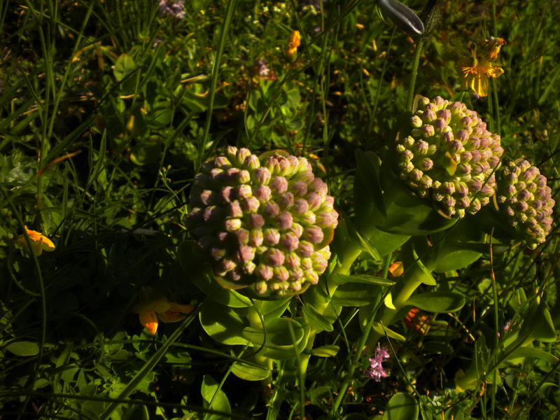 Hylotelephium anacampseros (= Sedum anacampseros)