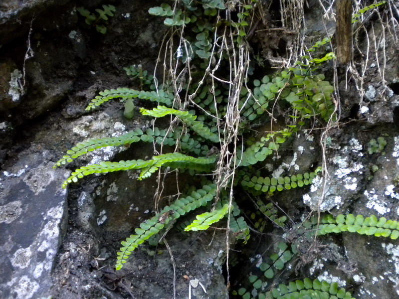 Asplenium trichomanes