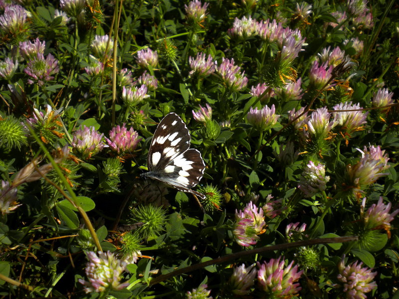 Trifolium collinare - Trifolium echinatum