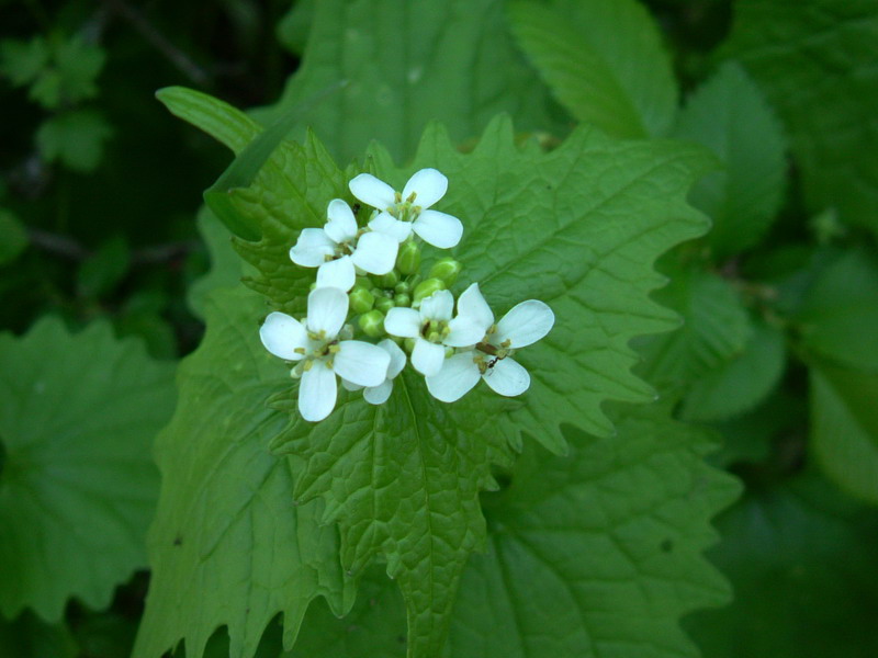 Alliaria petiolata