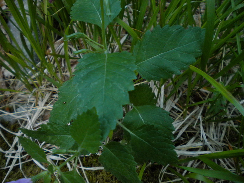 Calamintha grandiflora