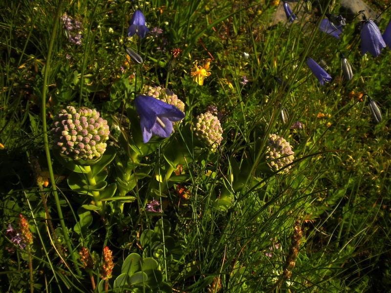 Hylotelephium anacampseros (= Sedum anacampseros)