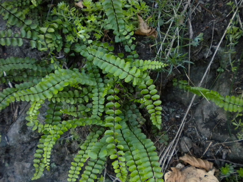 Asplenium trichomanes