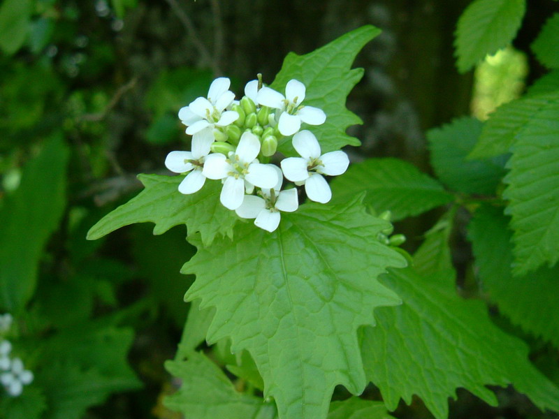 Alliaria petiolata