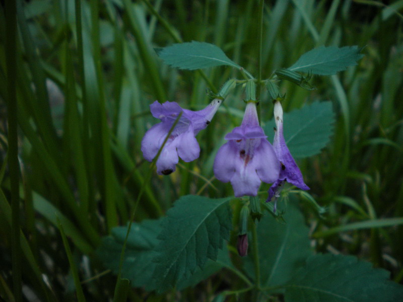 Calamintha grandiflora