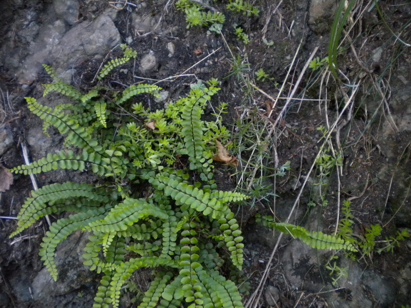 Asplenium trichomanes