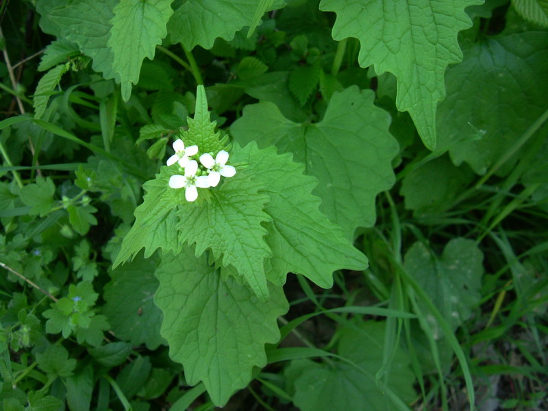 Alliaria petiolata