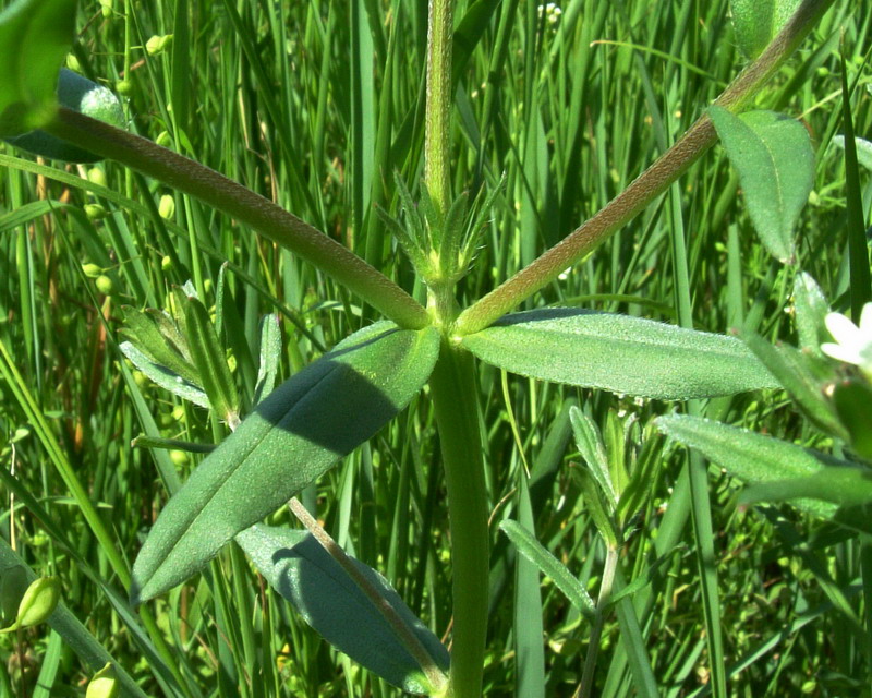 Buglossoides arvensis / Erba-perla minore