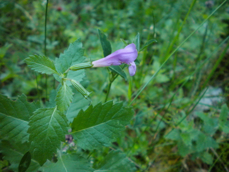 Calamintha grandiflora