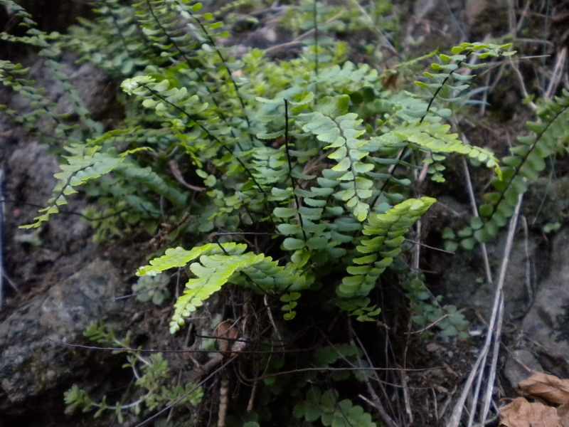 Asplenium trichomanes