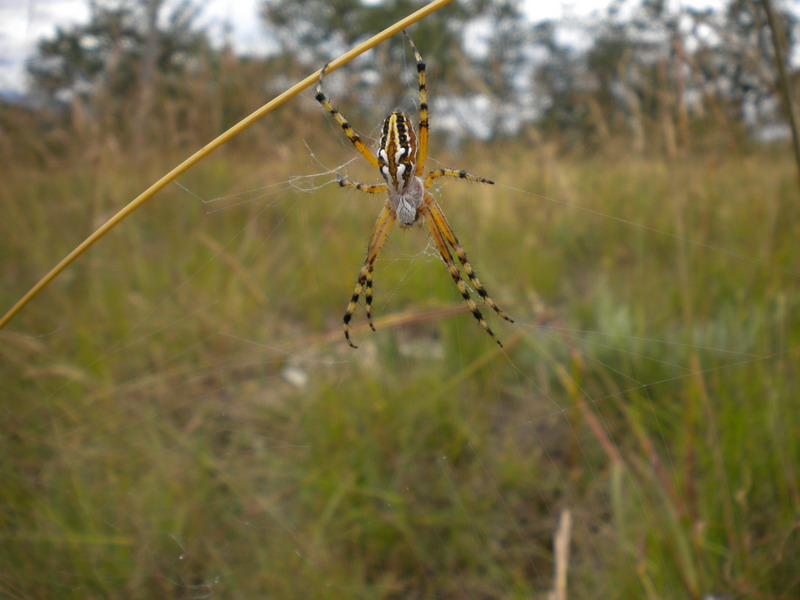 Aculepeira armida (Araneidae).