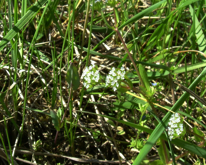 Fiore arzzurro-grigio - Valenariella sp.