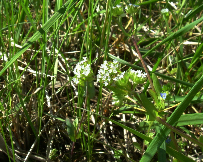 Fiore arzzurro-grigio - Valenariella sp.