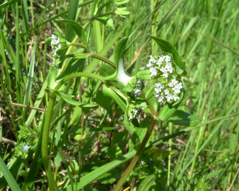 Fiore arzzurro-grigio - Valenariella sp.