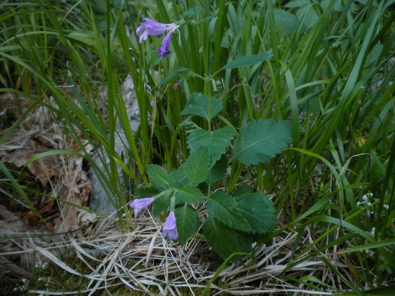 Calamintha grandiflora