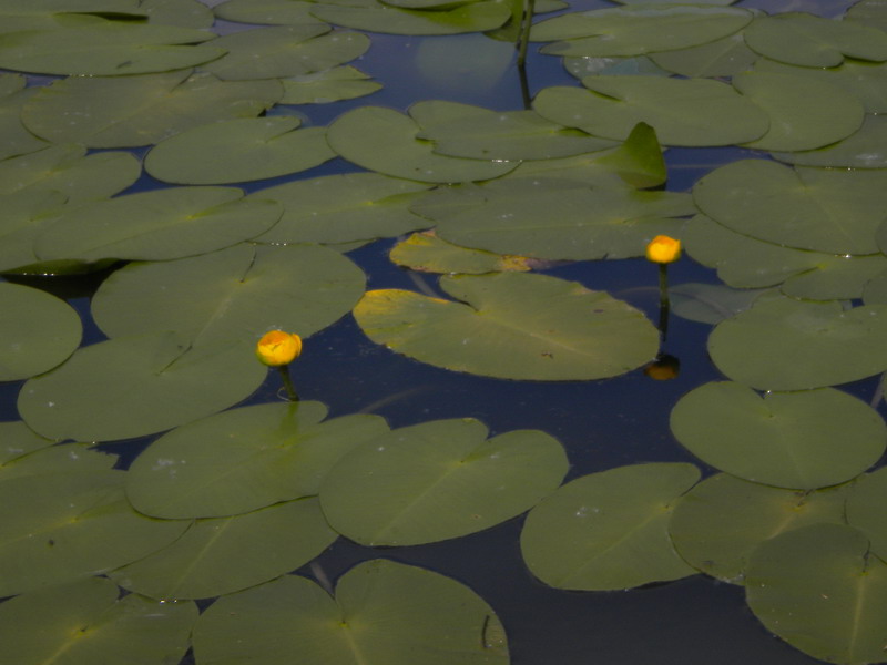 Nuphar lutea / Ninfea gialla