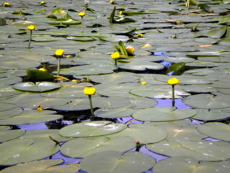 Nuphar lutea / Ninfea gialla