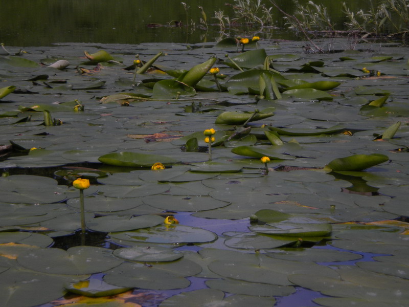 Nuphar lutea / Ninfea gialla