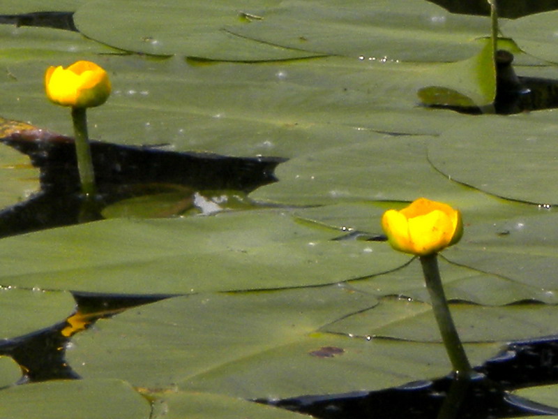 Nuphar lutea / Ninfea gialla