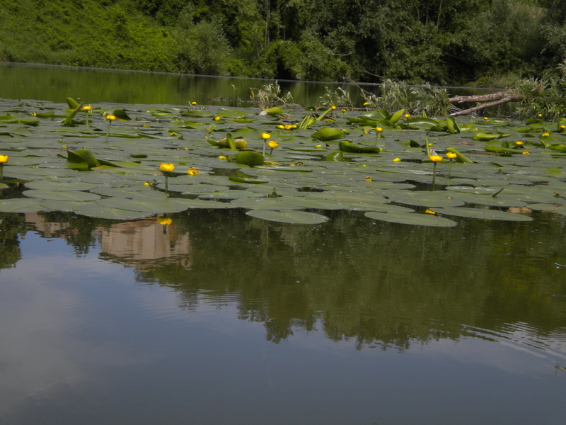 Nuphar lutea / Ninfea gialla