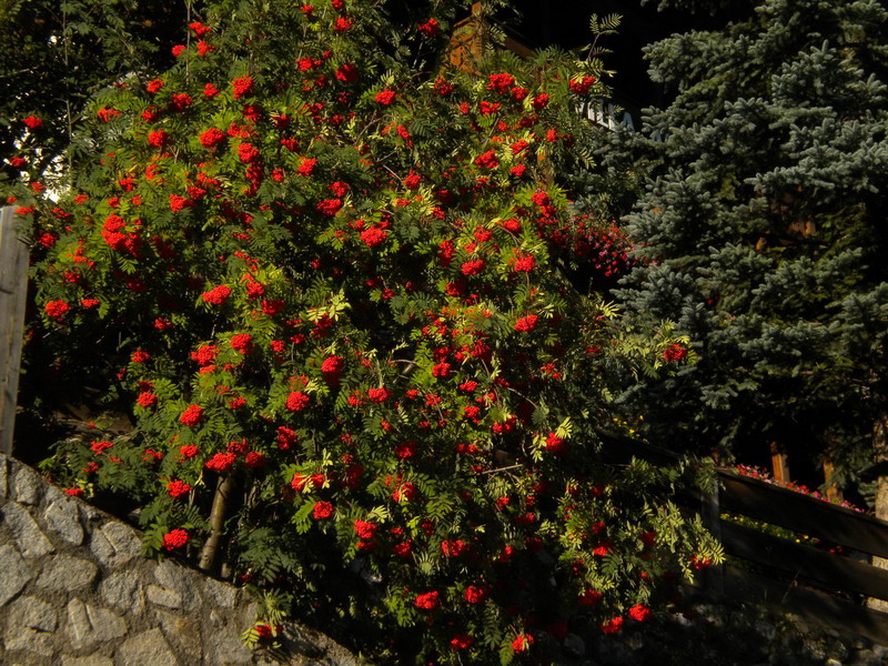 Sorbus aucuparia